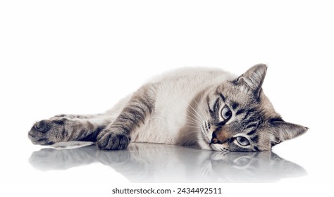 A sad Thai cat lies on a white background. Portrait of a Thai-bred kitten. Small cat with blue eyes.