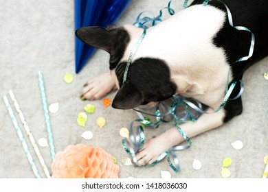 A Sad, Tired Animal Dog Breed Boston Terrier Fell Asleep At His Party With A Beautiful Decor.