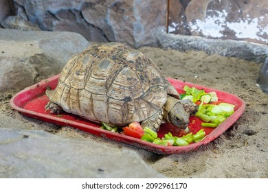 964 Sad turtle Images, Stock Photos & Vectors | Shutterstock