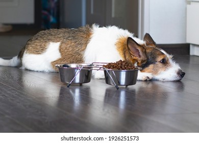 Sad, Unhappy Dog Lies In Front Of A Bowl Of Dry Food. Concept Of Refusal To Eat Food For Pets, Veterinary Diseases