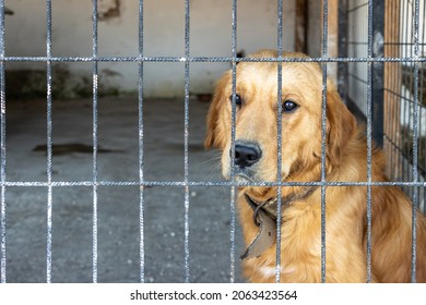 Sad Unhappy Golden Retriever Dog Inside Iron Fence Waiting To Be Adopted At Animal Shelter. Derelict Captive Animals