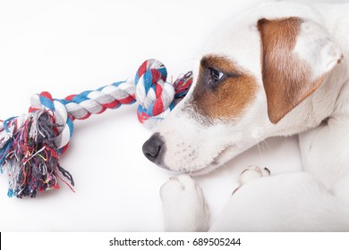 Sad And Upset Dog Not Interested In The Toy