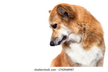 Sad Welsh Corgi Dog Looking Guilty Down