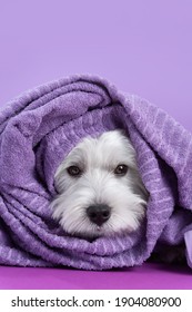 Sad West Highland White Terrier dog on purple background after bath. Dog wrapped in a violet towel. Pet grooming concept. Copy Space. Place for text