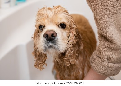 Sad Wet American Cocker Spaniel In The Bathroom While Washing. The Dog Looks Into The Camera.