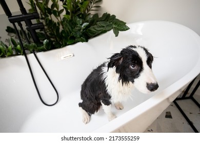 Sad Wet Dog In Bath While Taking A Shower