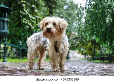 Sad And Wet Dog Standing Alone On The Cobbled Street.