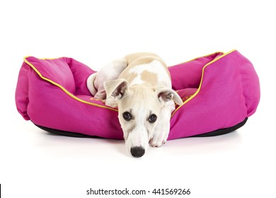 Sad Whippet Puppy Lying In Pink Dog Bed Isolated On White Background