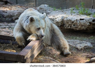 Sad white bear lying on the bench waiting for someone.