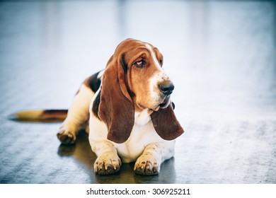 Sad White And Brown Basset Hound Dog Sit On Floor