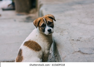 Sad white and brown stray dog standing on a road looking back