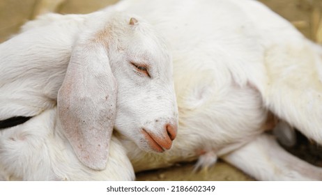 Sad White Goat Sitting In Ground