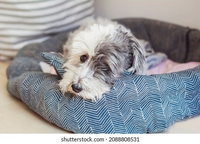 Sad White Havanese Dog Laying In A Dog  Bed 