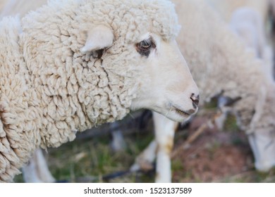 117 Helpless sheep Images, Stock Photos & Vectors | Shutterstock