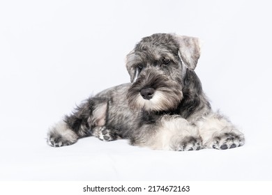 Sad white-gray schnauzer dog lies on a white background, copy space. Sad puppy miniature schnauzer. Tired puppy. The puppy is sad without a master. - Powered by Shutterstock