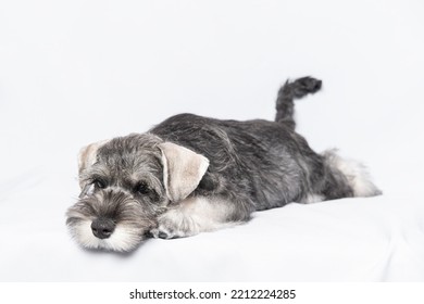 is a miniature schnauzer a small or medium dog