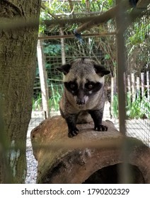 Sad Wild Animal In A Cage, Luwak Civet Cat