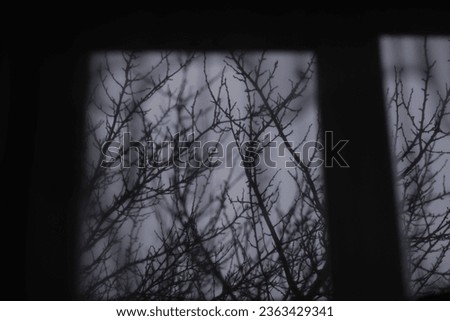 Sad window in the winter with bare braches