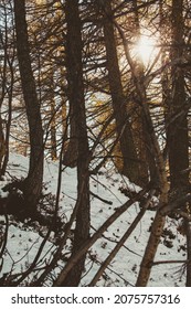 traurige Winterlandschaft mit bloßem Wald und Sonne, die durch trockene Äste und Schnee filtert