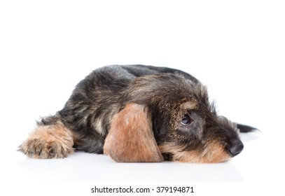 Sad wire-haired dachshund puppy. isolated on white background