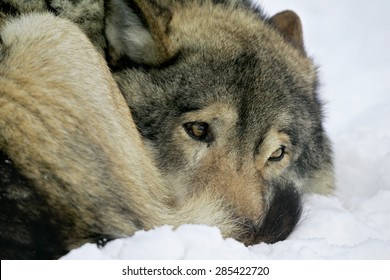 Pics sad wolf Top 25