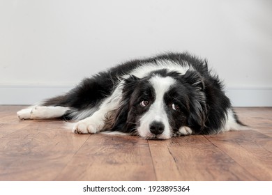 sad and worried dog lying on a wood floor - Shutterstock ID 1923895364