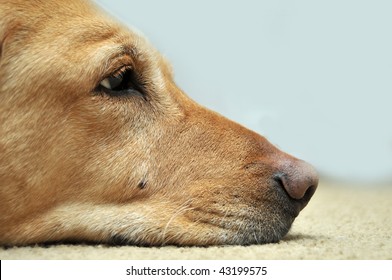 Sad Yellow Lab Laying On Carpet