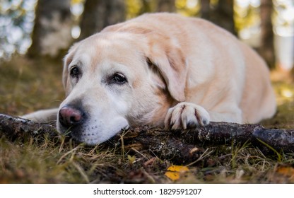 Sad Yellow Lab On Branch Outdoors