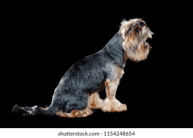 Sad Yorkie Puppy In A Black Studio Looking To The Floor