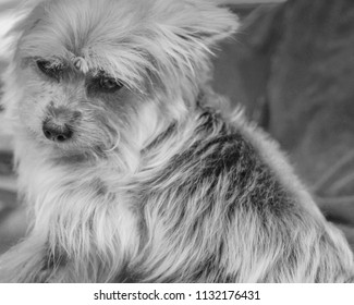 Sad Yorkie Terrier Shows Off Her Flowing Feather Fur