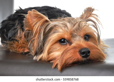 Sad Yorkshire Terrier Dog On A Chair