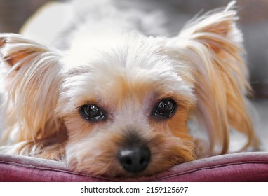 Sad Yorkshire Terrier Looking At Camera.