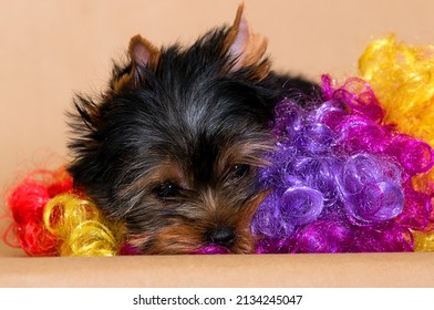 A Sad Yorkshire Terrier Puppy