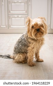 Sad Yorkshire Terrier Sits On A Light Wooden Floor. 