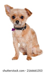 Sad yorkshireterrier puppy dog sitting, isolated on a clean white background