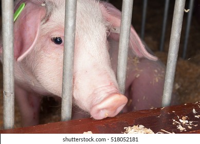 A Sad Young Domestic Pig In A Pigpen