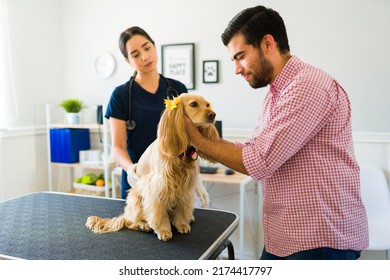 Sad Young Man Petting And Saying Goodbye To His Old Cocker Spaniel Dog At The Veterinary Clinic