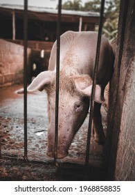 A Sad Young Pig With A Scorching Hot Afternoon