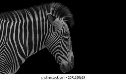 Sad zebra Images, Stock Photos & Vectors | Shutterstock