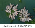 Sadarghat is a captivating sight where boats form intricate patterns, resembling a blooming water lily, creating a unique spectacle on the bustling river.