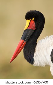 Saddle Bill Stork