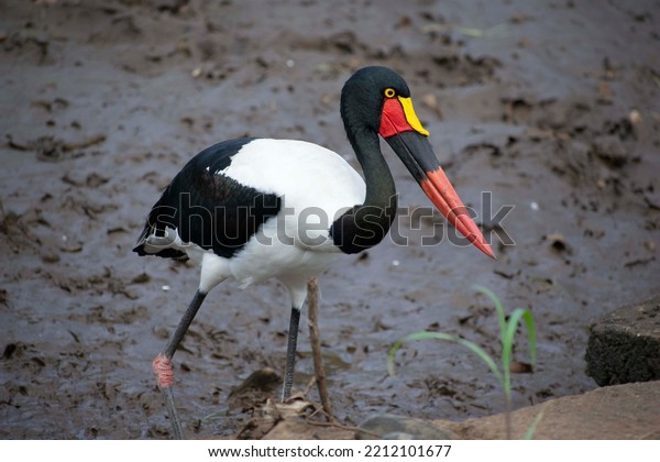 Saddle billed stork looking\
for food
