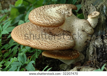 a saddle fungi against a tree