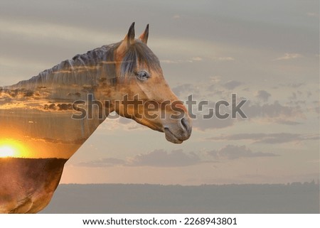 A saddle horse in close-up against the sunset. Double exposure