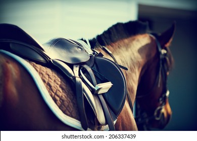 Saddle with stirrups on a back of a horse - Shutterstock ID 206337439