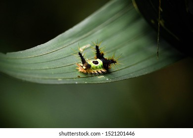 Saddleback Caterpillar Close Up .