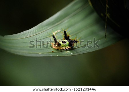 Saddleback Caterpillar Close Up .