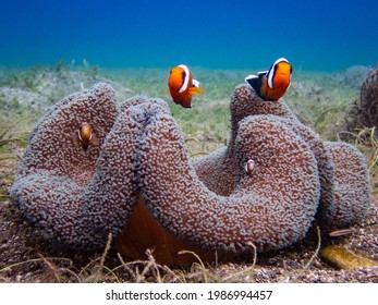 Saddleback Clownfish In Carpet Anemone