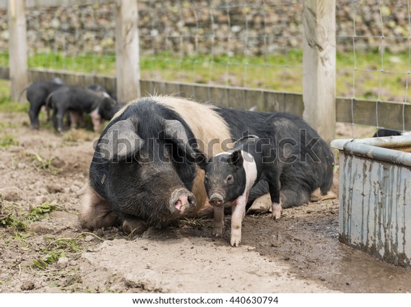 Saddleback piglets and mother pig, in a muddy\
field,looking for\
food