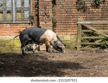 Saddleback sow suckling its young piglet in sty on English farm - Powered by Shutterstock